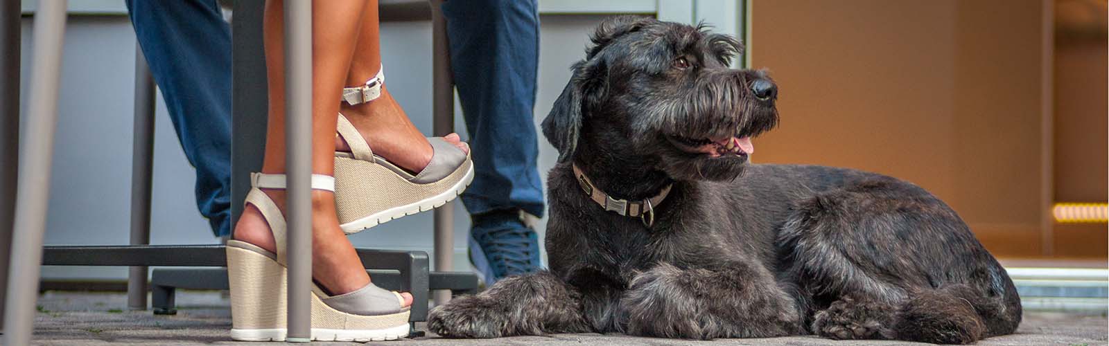 How to make your Cafe Dog Friendly