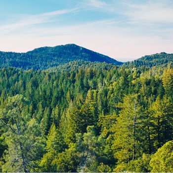 Why FSC-Certified Paper Matters in Single-Use Packaging